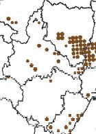 Carraca europea - European Roller (Coracias garrulus)