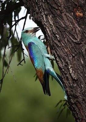 Carraca europea - European Roller (Coracias garrulus)