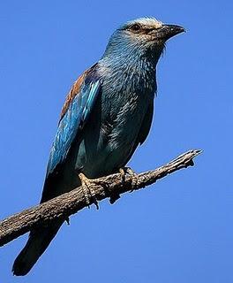 Carraca europea - European Roller (Coracias garrulus)