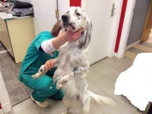 Arin, otro desecho de cazador