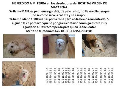 Ayudarnos a encontrarla PERRITA PEDIDA EN LA MACARENA, SEVILLA