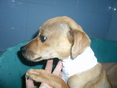 AYUDA URGENTE PARA VIDA.