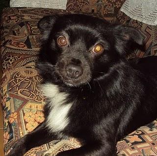 LUPO, pequeñín en apuros, en 3 dias irá a la perrera!