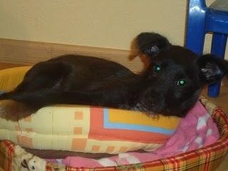 Cachorro tipo cocker busca hogar URGE (Valencia)