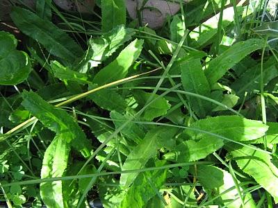 Me encanta que llueva y huela a recao