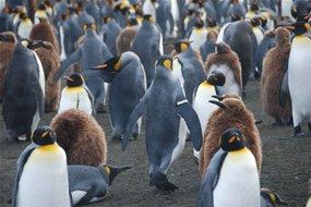 Anillar mal los pingüinos se va a acabar