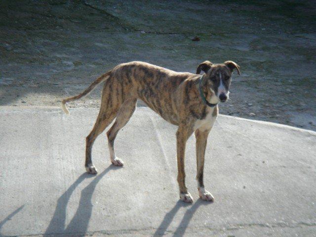 Toledo, Galguita y braco dos mas abandonados