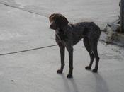 Toledo, Galguita braco abandonados