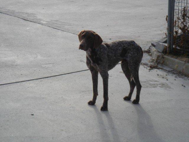 Toledo, Galguita y braco dos mas abandonados