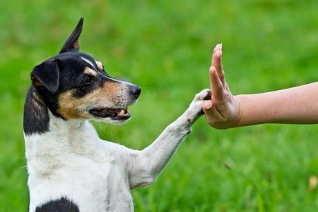 Obediencia en perros