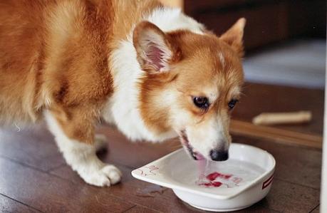 Tomar mucha agua puede ser síntoma de diabetes canina