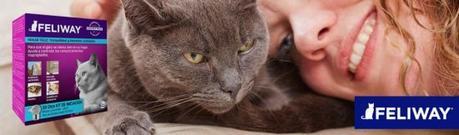 feliway