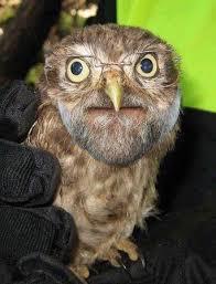 Votar al despilfarrador