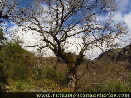 Roble en el Cañón de Cárdena