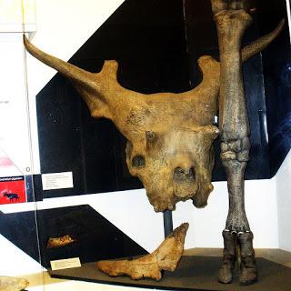 PALEOFICHA: Sivatherium giganteum