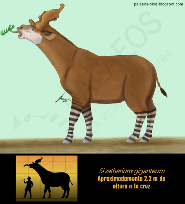 PALEOFICHA: Sivatherium giganteum