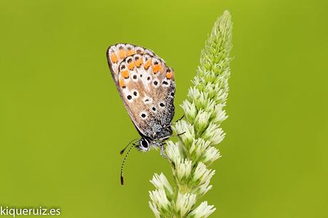 Macro 2016 III mariposas