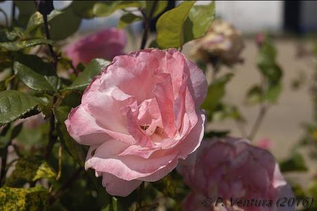 Las Naves de las Rosas