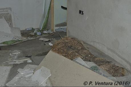 Las Naves de las Rosas