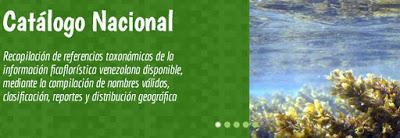 Las algas venezolanas tienen su espacio en Internet: Ficoflora Venezuela