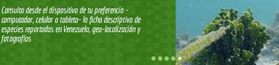 Las algas venezolanas tienen su espacio en Internet: Ficoflora Venezuela