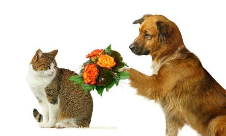 Nunca Deberías Pedir Perdón o Disculpas