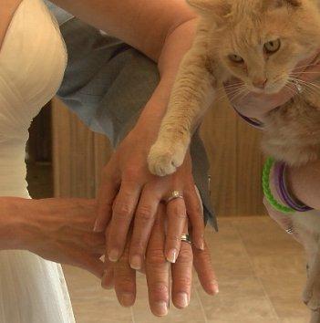 Pareja canadiense invita a 1.000 gatos a su boda