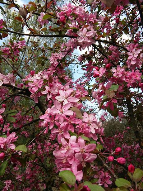 Ruta de la Camelia: El jardín de La Saleta en primavera, del 1 al 31 de mayo de 2016. Camellia Route: Saleta's Garden in spring, May, 1-31, 2016.
