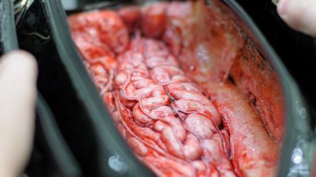 peta camara oculta tiempodepublicidad