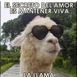 Pack N°5 Memes [Memes]