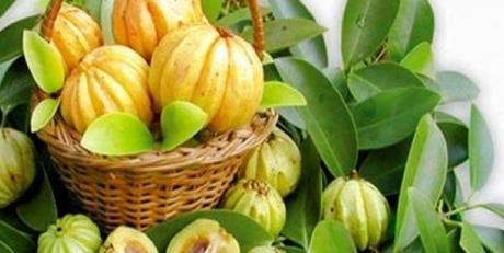 Garcinia Cambogia para adelgazar