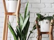 Deco: Cactus palmeras, ideas para vida salón