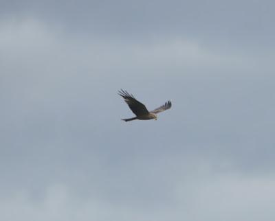 Los dueños del aire