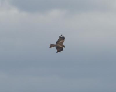 Los dueños del aire