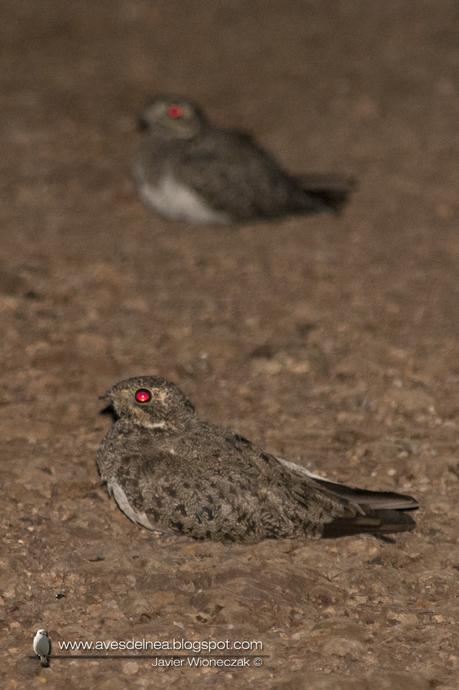 Ñacundá (Nacunda Nighthawk) Chordeiles nacunda
