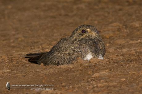 Ñacundá (Nacunda Nighthawk) Chordeiles nacunda