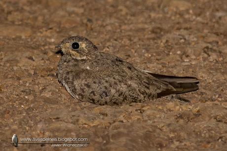 Ñacundá (Nacunda Nighthawk) Chordeiles nacunda