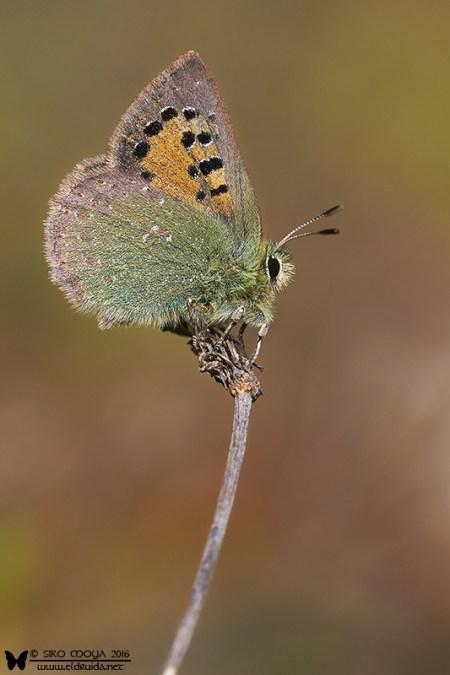 Boloria euphrosyne (Provence hairstreak)