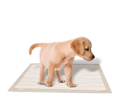 cómo hacer para que tu perro haga sus necesidades en un solo lugar