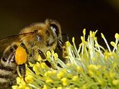 Chile presenta disminución polinizadores chile presents pollinator decline.