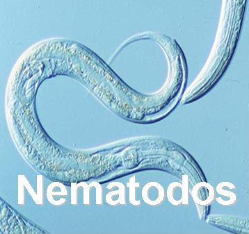 Nematodos, que son y que hacen