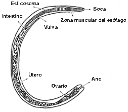 Nematodos, que son y que hacen