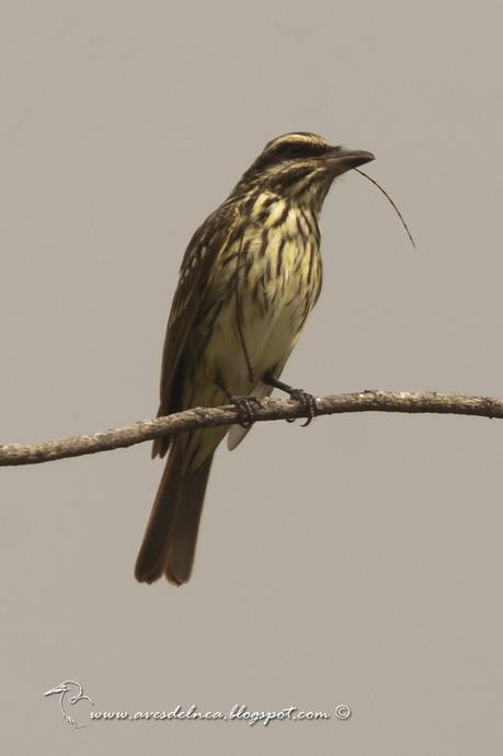 Benteveo rayado (Streaked Flycatcher) Myiodynastes maculatus