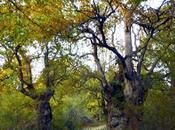 Cuando bosque quema