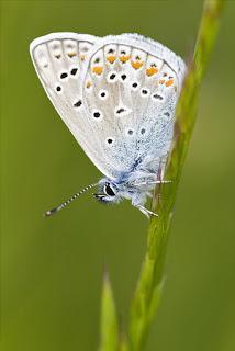 Para ampliar Polyommatus thersites (Cantener, 1835) hacer clic