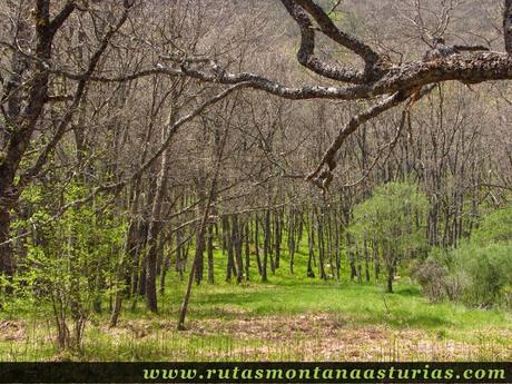 Bosque en el Valle de las Truchas