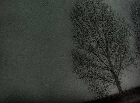 Arboreo 7 - Maggio 27