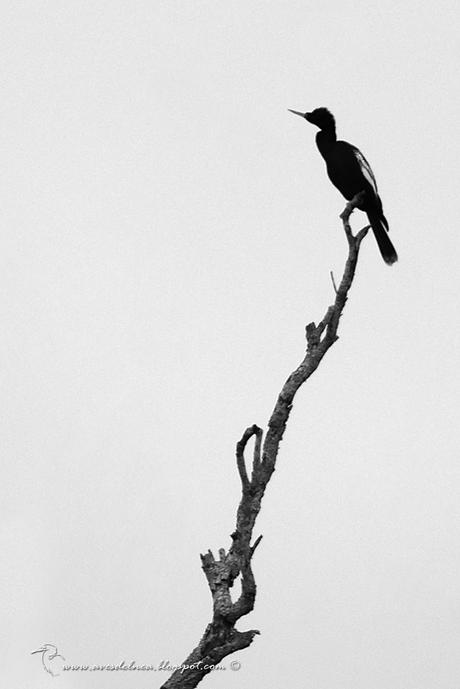 Aninga (Anhinga) Anhinga anhinga