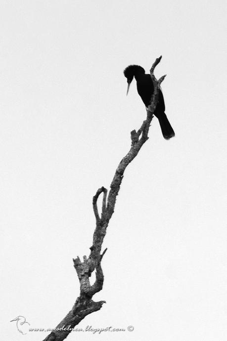 Aninga (Anhinga) Anhinga anhinga