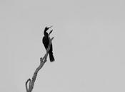 Aninga (Anhinga) Anhinga anhinga